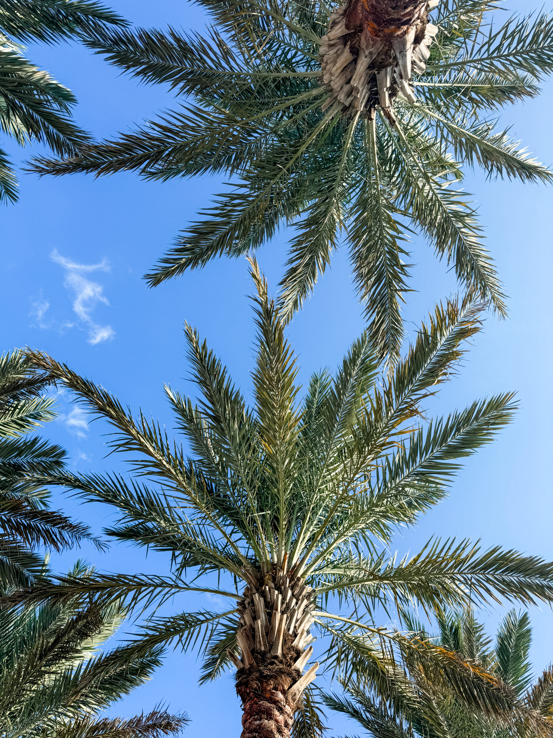 Travel Protection Plan